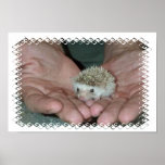 Tiny hedgehog in two hands posters