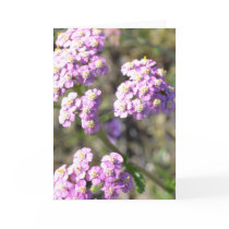Tiny Lavender Flowers