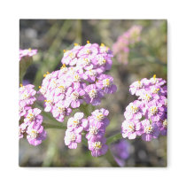Tiny Lavender Flowers