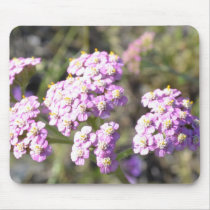 Tiny Lavender Flowers