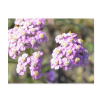 Tiny Lavender Flowers