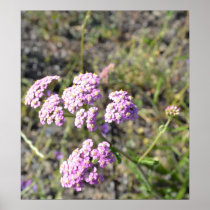 Tiny Lavender Flowers
