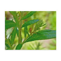 Tiny Orb Weaver Spider on Dogbane Postcard