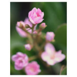Tiny Pink flyers
