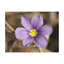 Tiny Purple Flower Postcards