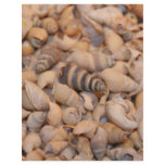 Tiny sea shells flyer design