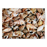 Tiny Seashells Card