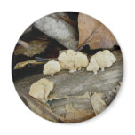 Tiny Shelf Fungus on Log Magnet