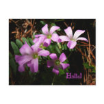 Tiny Treasures postcards