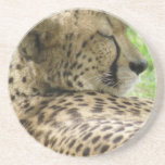 Tired Cheetah Coasters