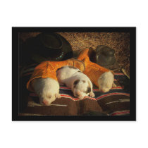 Tired Cowboy Puppies Postcards