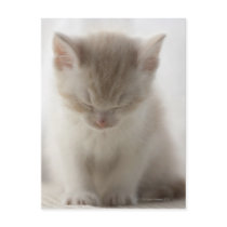 Tired Kitten Sleeping Postcard