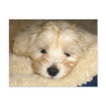 Tired Puppy postcards
