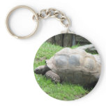 Tired Tortoise keychains