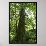 TITAN Old-Growth Tree Forest Photo Print