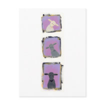 Titled:  White Sheep, Grey Sheep, Black Sheep