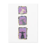 Titled:  White Sheep, Grey Sheep, Black Sheep postcards