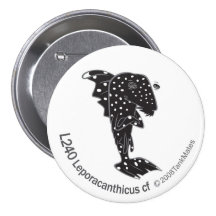 TM-05-L240 Leporacanthicus cf Button