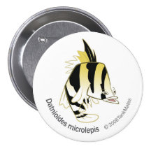 TM-12-Dathioides microlepis Buttons