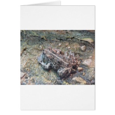 toad 2 greeting card by pinkypetals