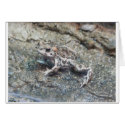 toad,baby cards