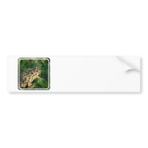 Toad  Bumper Sticker
