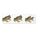 Toad bumper stickers