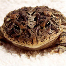 Toad frog close up photograph on white background acrylic cut out