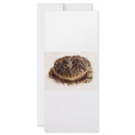 Toad frog close up photograph on white background rack cards