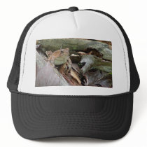Toad Frog Hat