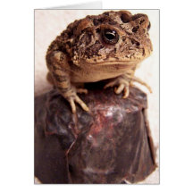 Toad frog on hand hammered copper cup photo cards