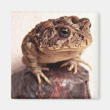Toad frog on hand hammered copper cup photo fridge magnets