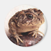 Toad frog on hand hammered copper cup photo fridge magnet