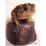 Toad frog on hand hammered copper cup photo photo sculptures