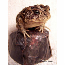 Toad frog on hand hammered copper cup photo photo cut out