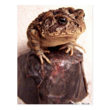 Toad frog on hand hammered copper cup photo post cards