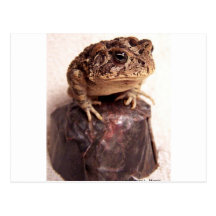 Toad frog on hand hammered copper cup photo post card