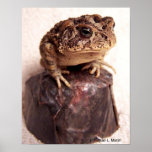 Toad frog on hand hammered copper cup photo print