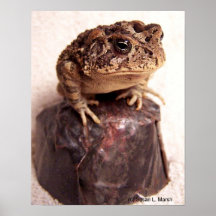 Toad frog on hand hammered copper cup photo print