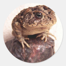 Toad frog on hand hammered copper cup photo sticker