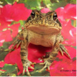 Toad frog standing up against bougainvillea back photo sculptures