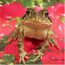 Toad frog standing up against bougainvillea back cut outs