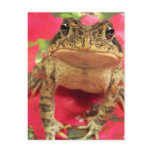 Toad frog standing up against bougainvillea back