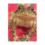 Toad frog standing up against bougainvillea back