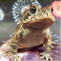 Toad frog standing up against firework background