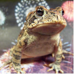 Toad frog standing up against firework background photo sculptures