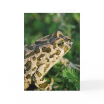Toad Greeting card
