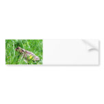Toad in the grass bumper sticker