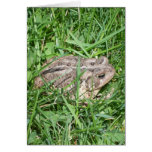 Toad in the Grass cards
