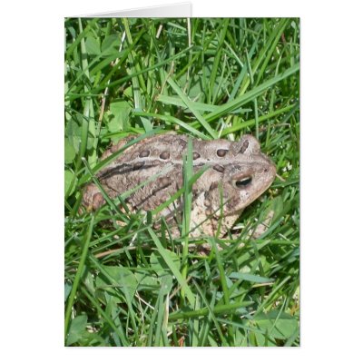 Toad in the Grass Greeting Card by Flam747